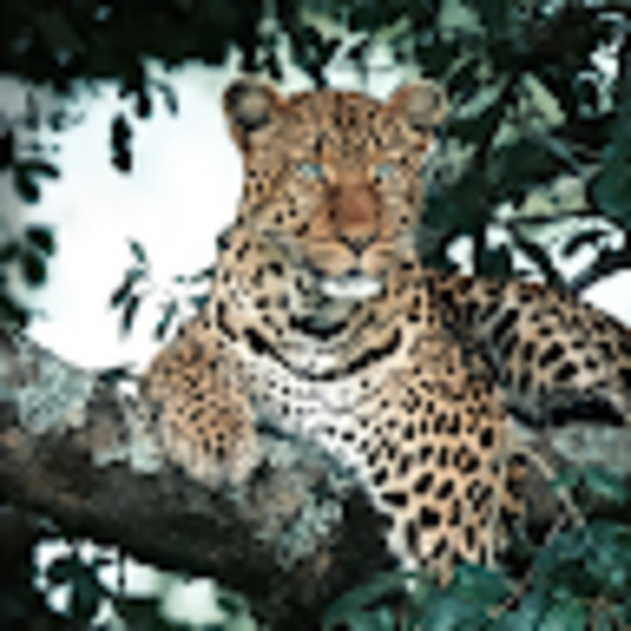 Meet your Posher, Kezza - Picture 1 of 1